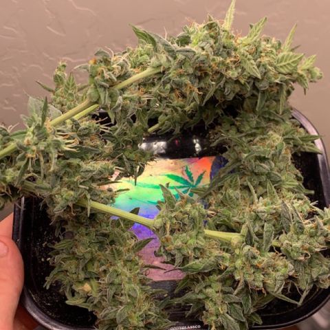 Wedding Cake Automatic growlog timeline photo