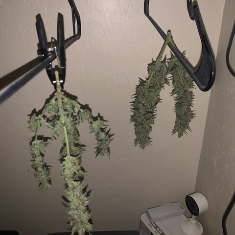 Wedding Cake Automatic growlog timeline photo