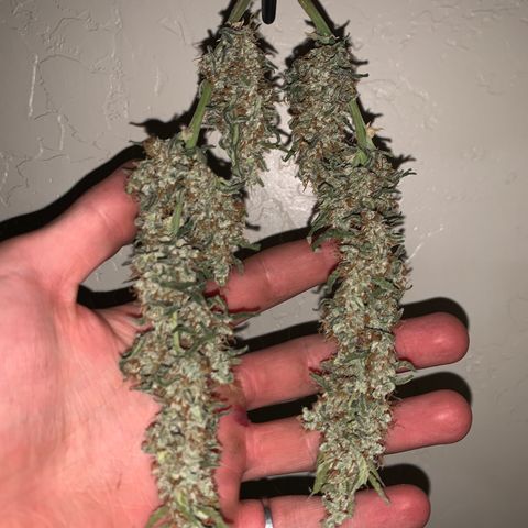 Wedding Cake Automatic growlog timeline photo