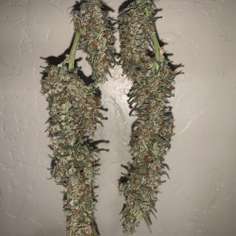 Wedding Cake Automatic growlog timeline photo