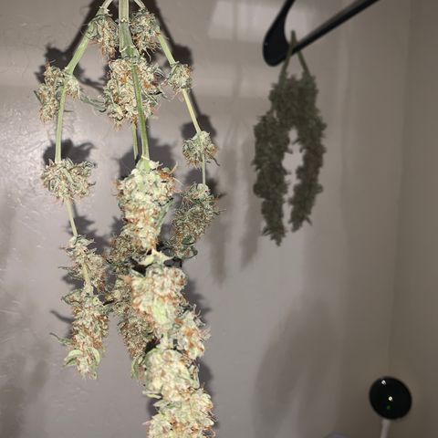 Wedding Cake Automatic growlog timeline photo