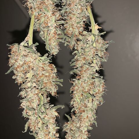 Wedding Cake Automatic growlog timeline photo