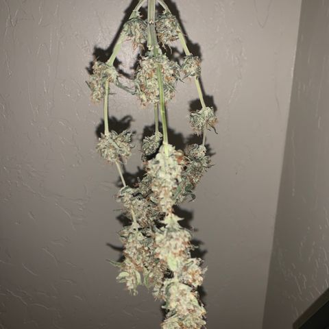 Wedding Cake Automatic growlog timeline photo