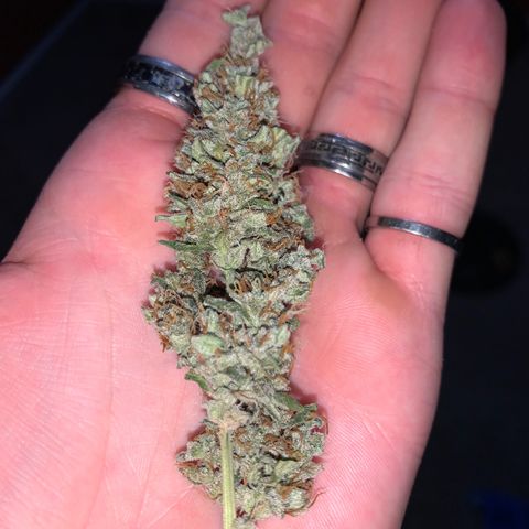 Wedding Cake Automatic growlog timeline photo