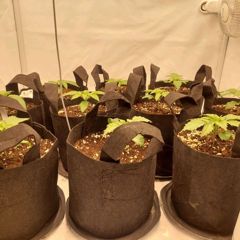 Special Queen #1 ×9 growlog timeline photo