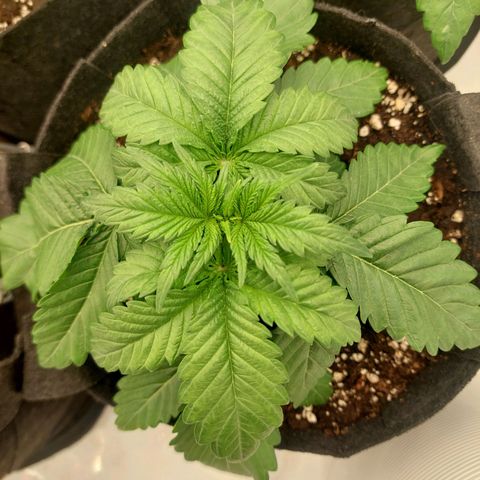 Special Queen #1 ×9 growlog timeline photo