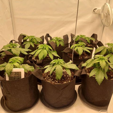 Special Queen #1 ×9 growlog timeline photo