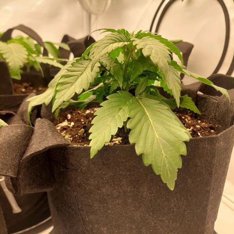 Special Queen #1 ×9 growlog timeline photo