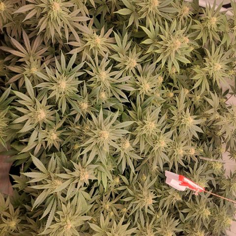 Special Queen #1 ×9 growlog timeline photo