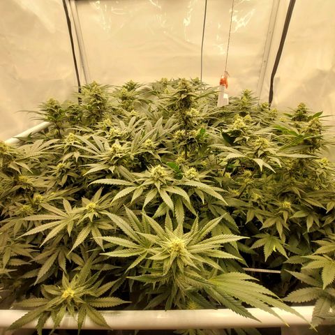 Special Queen #1 ×9 growlog timeline photo