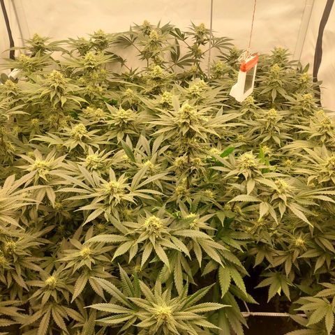 Special Queen #1 ×9 growlog timeline photo