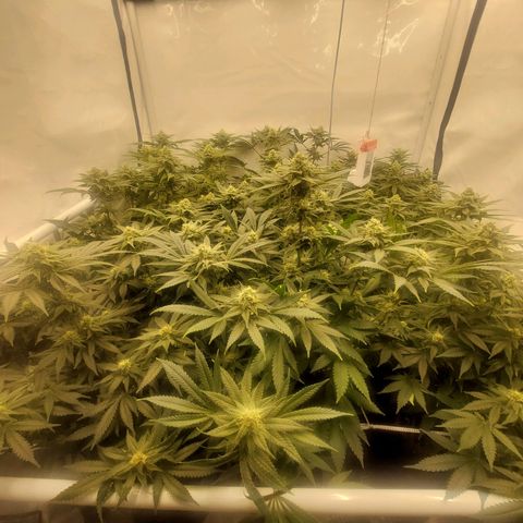 Special Queen #1 ×9 growlog timeline photo
