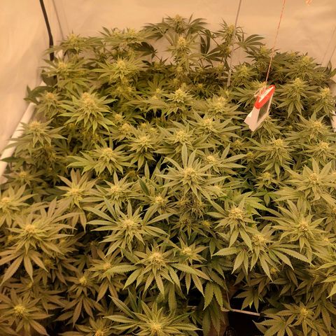 Special Queen #1 ×9 growlog timeline photo