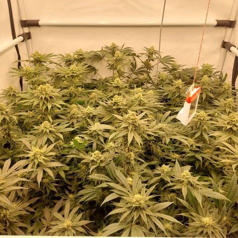 Special Queen #1 ×9 growlog timeline photo