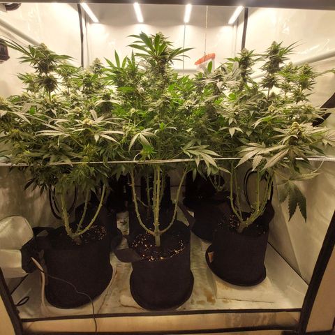 Special Queen #1 ×9 growlog timeline photo