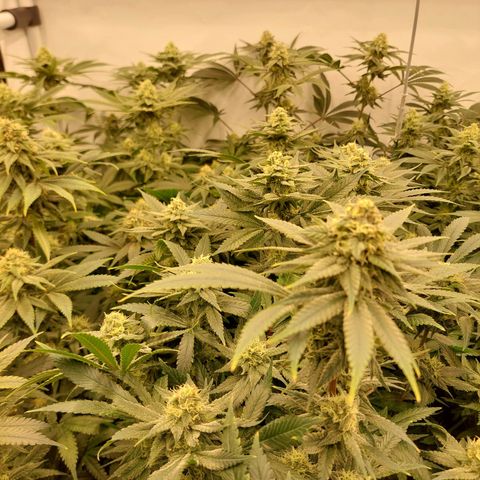 Special Queen #1 ×9 growlog timeline photo