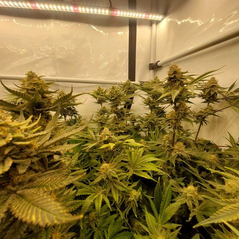 Special Queen #1 ×9 growlog timeline photo