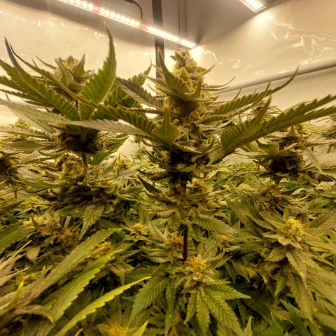 Special Queen #1 ×9 growlog timeline photo