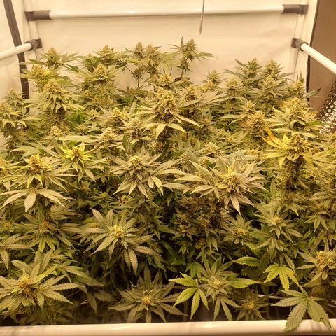 Special Queen #1 ×9 growlog timeline photo