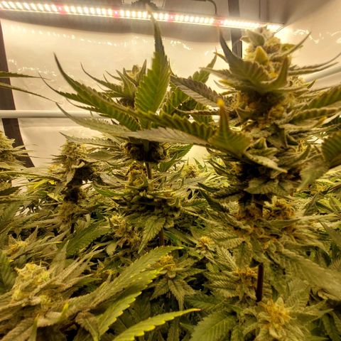 Special Queen #1 ×9 growlog timeline photo