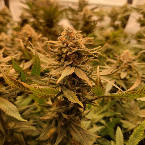 Special Queen #1 ×9 growlog timeline photo