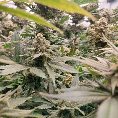 Special Queen #1 ×9 growlog timeline photo