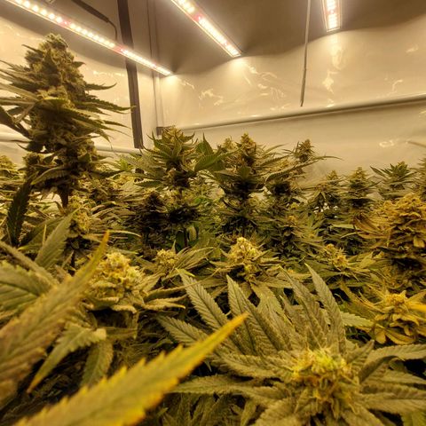 Special Queen #1 ×9 growlog timeline photo