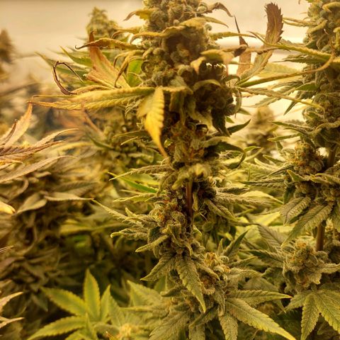 Special Queen #1 ×9 growlog timeline photo