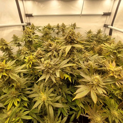 Special Queen #1 ×9 growlog timeline photo