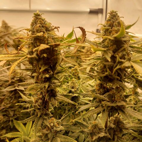 Special Queen #1 ×9 growlog timeline photo