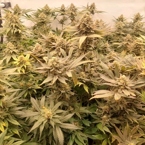 Special Queen #1 ×9 growlog timeline photo