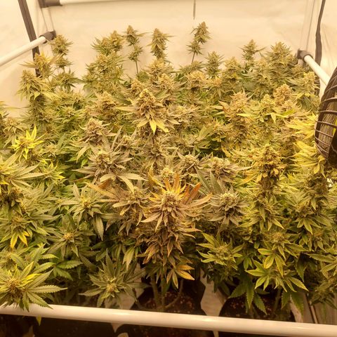 Special Queen #1 ×9 growlog photo: Noch ein zwei Tage Geduld..