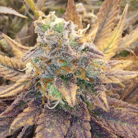 Special Queen #1 ×9 growlog photo: Noch ein zwei Tage Geduld..