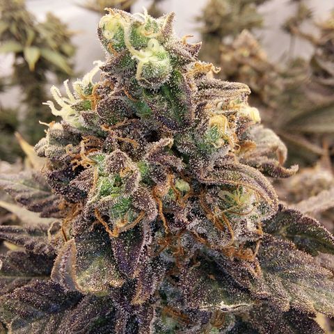 Special Queen #1 ×9 growlog photo: Noch ein zwei Tage Geduld..