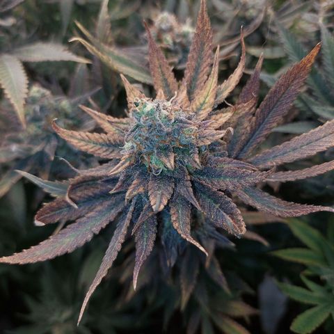 Special Queen #1 ×9 growlog photo: Noch ein zwei Tage Geduld..