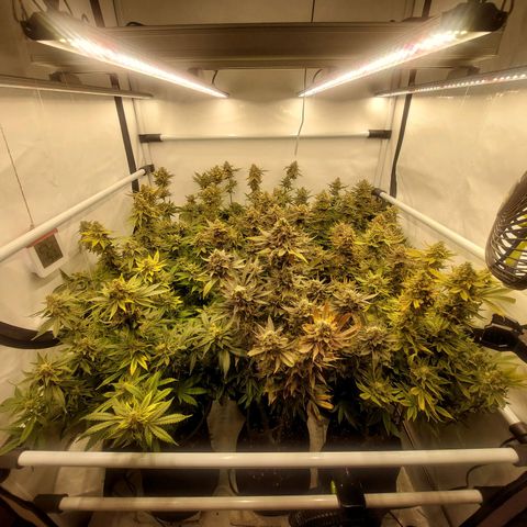 Special Queen #1 ×9 growlog photo: Morgen Ernte 
