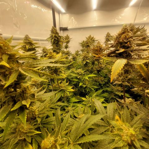 Special Queen #1 ×9 growlog photo: Morgen Ernte 