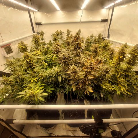 Special Queen #1 ×9 growlog photo: Morgen Ernte 