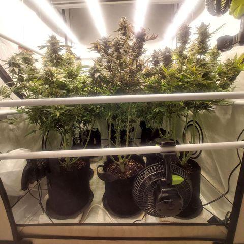 Special Queen #1 ×9 growlog photo: Morgen Ernte 