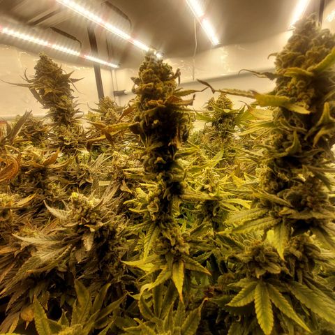 Special Queen #1 ×9 growlog photo: Morgen Ernte 