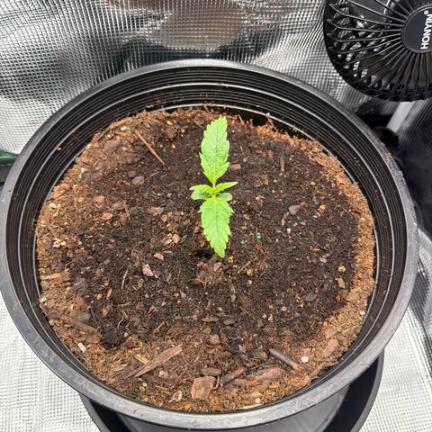 Northern lights growlog timeline photo