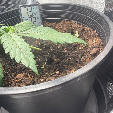 Northern lights growlog timeline photo