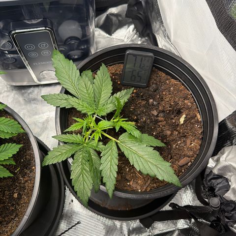 Northern lights growlog timeline photo