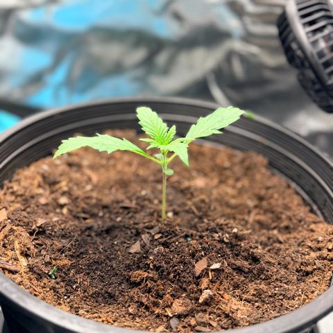 Northern lights growlog timeline photo