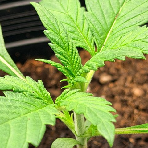 Northern lights growlog timeline photo