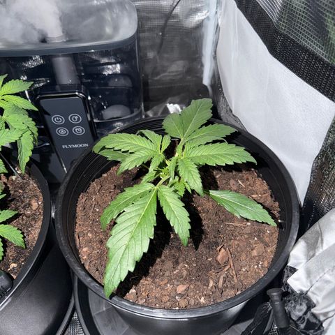 Northern lights growlog timeline photo