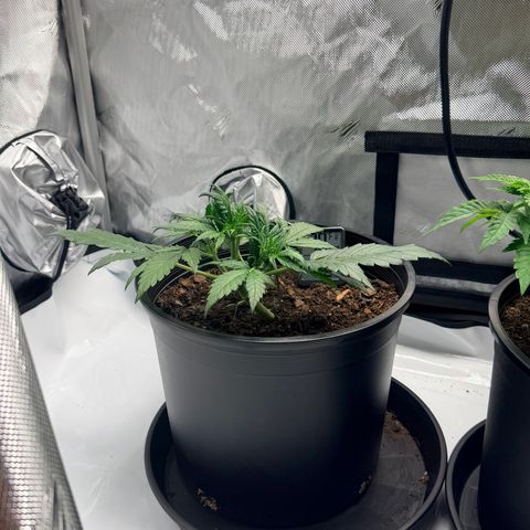 Northern lights growlog timeline photo