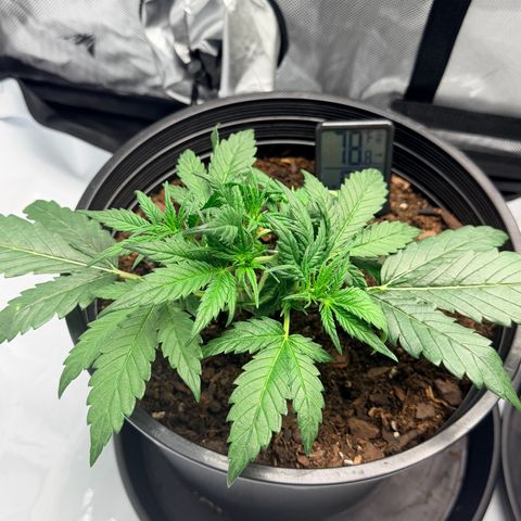 Northern lights growlog timeline photo