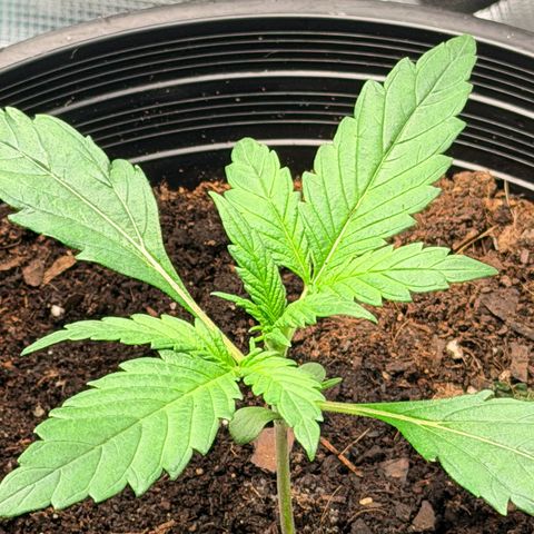 Northern lights growlog timeline photo