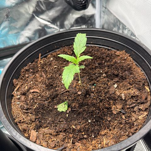 Northern lights growlog timeline photo